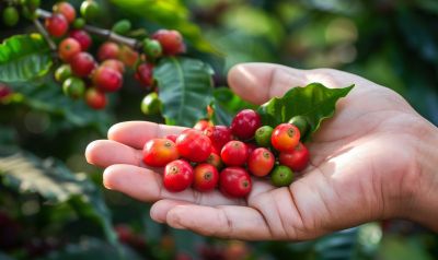 eigene kaffeebohnen ernten zuhause