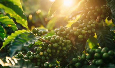 klimafreundlicher Kaffee grüne Kaffeebohnen auf Bio Farm